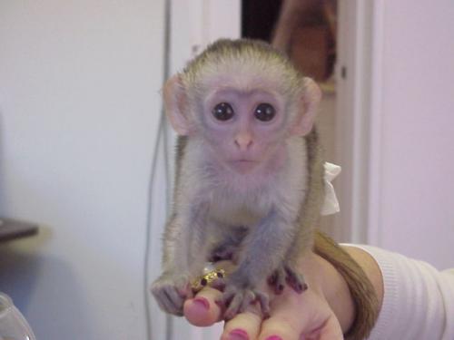 Adorable bebé monos capuchinos Tenemos dos m - Imagen 1